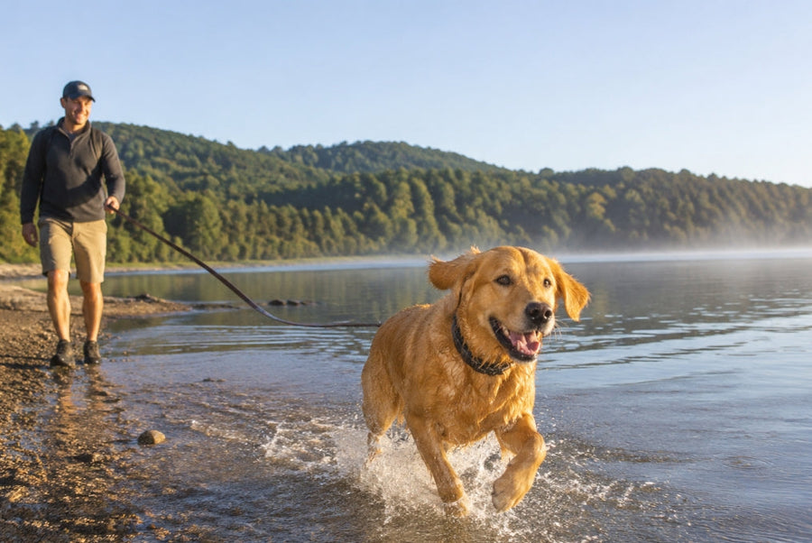 Golden Retriever running through shallow lake water with its owner nearby