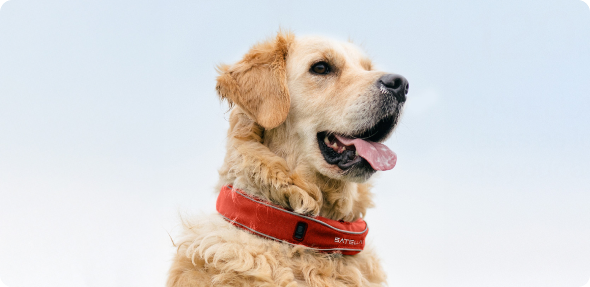 Dog Image