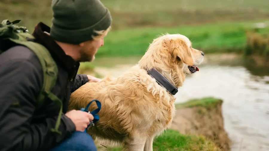 Golden retriever wearing a GPS dog tracking collar by a river with its owner