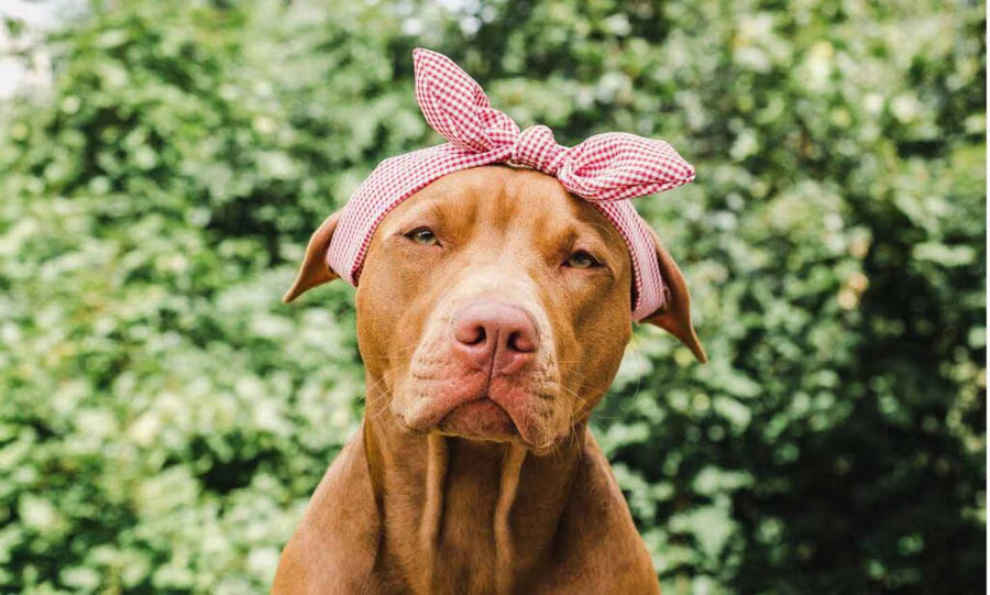 brown dog wearing red headband posing outdoors