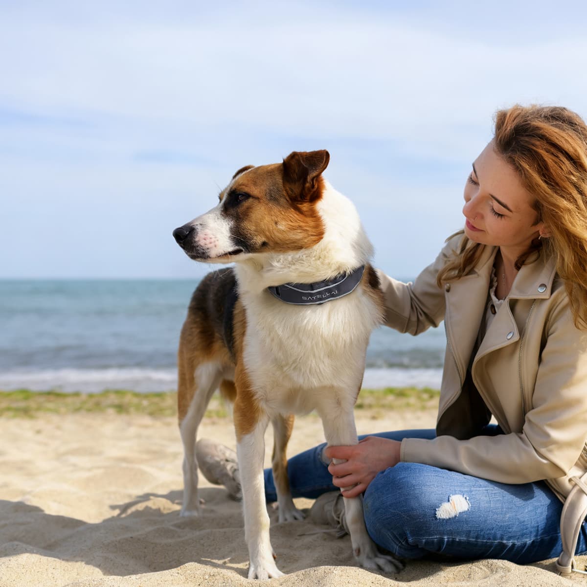 What to Do When Your Dog Is in Heat: A Safety Guide