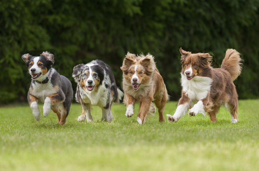 Four dogs running together across a grassy field