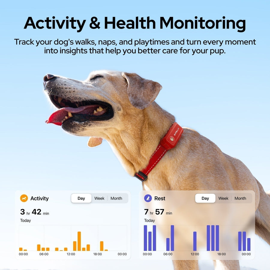 Smartphone app displaying AI dog health analysis and wellness score