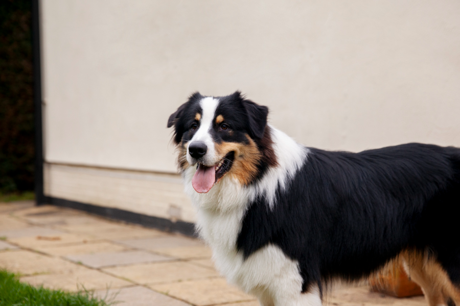 Australian Shepherd standing outdoors