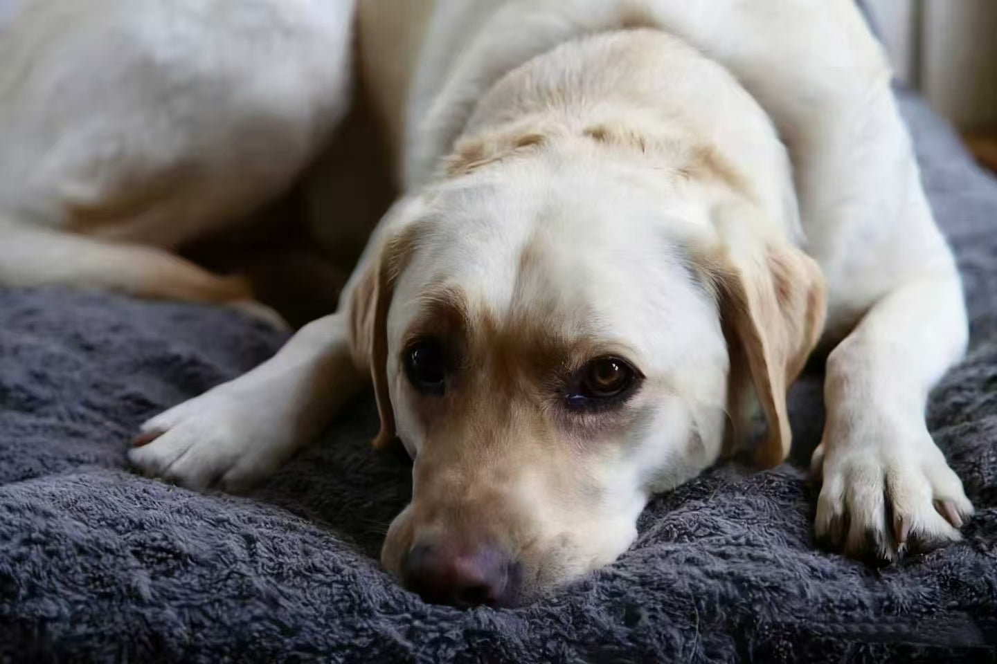 Labrador Retriever resting on dog bed