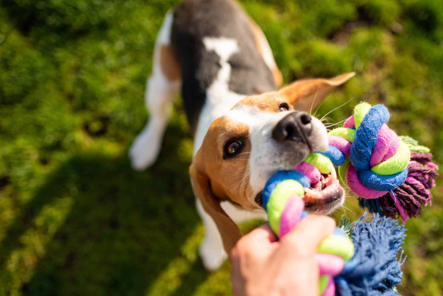 Beagle playing tug of war with a colorful rope toy on grass