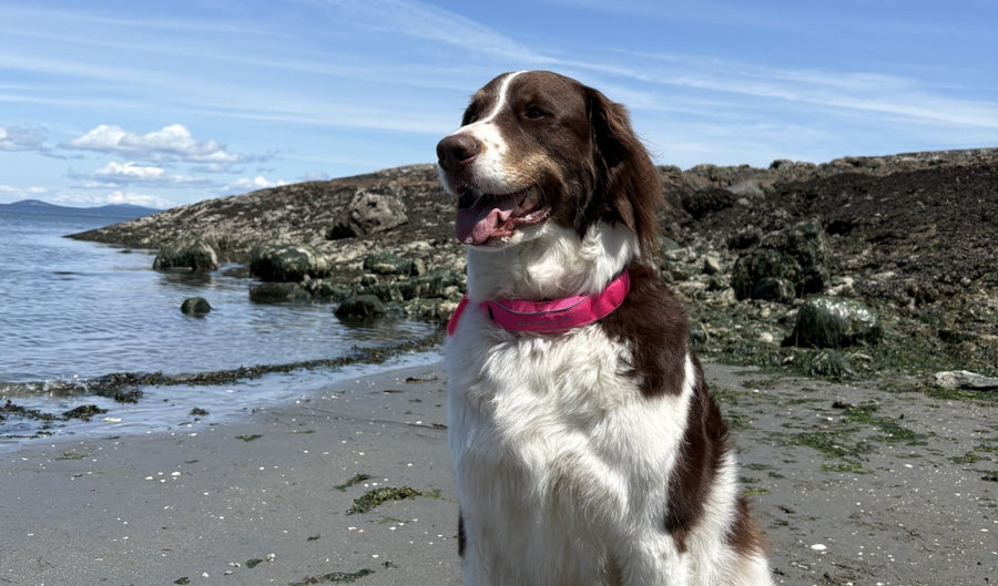 The Perfect Travel Companion for Dogs Who Love Adventure