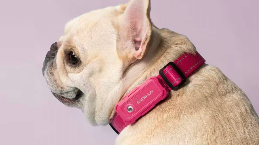 French bulldog wearing pink SATELLAI GPS dog tracking collar
