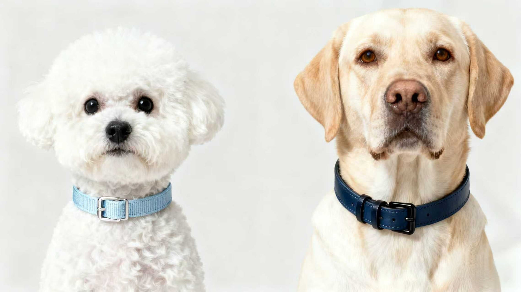 Small and large dogs wearing properly fitted collars