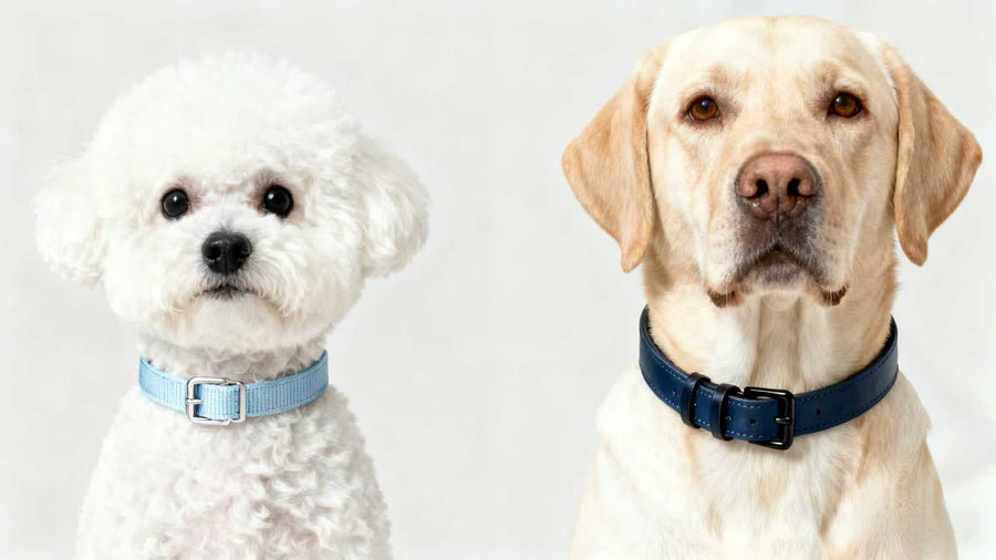 Small and large dogs wearing properly fitted collars