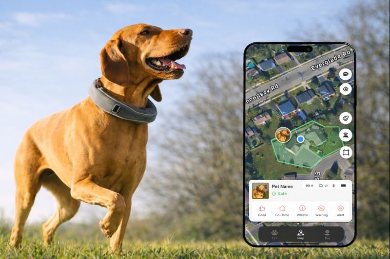 dog wearing GPS tracker with real time location map