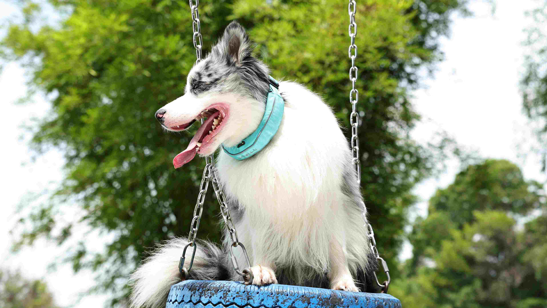 A happy blue merle Border Collie with a light blue collar sits on a blue tire swing, panting with its tongue out.