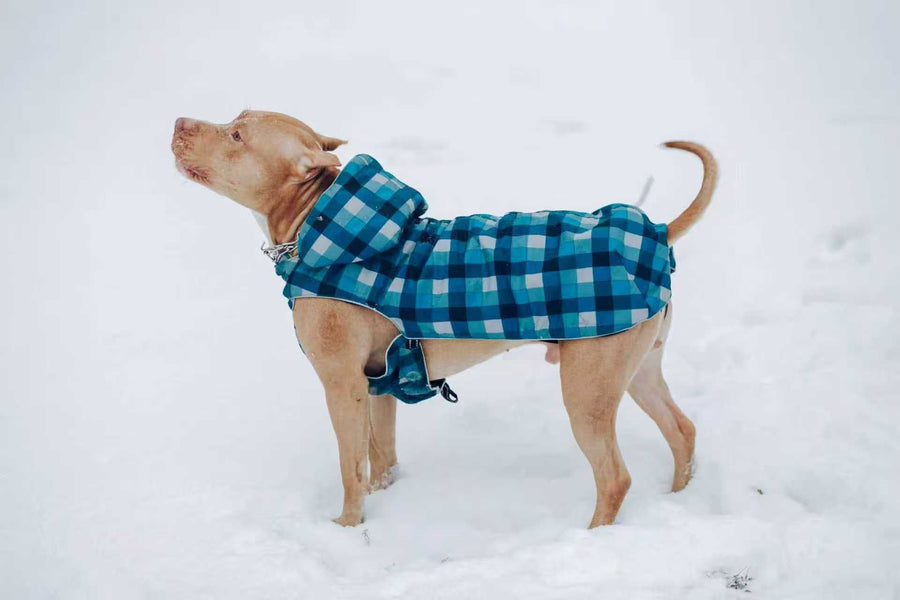 Dog wearing a winter coat outdoors during a snowy walk, showing safe and comfortable pet activity in cold weather