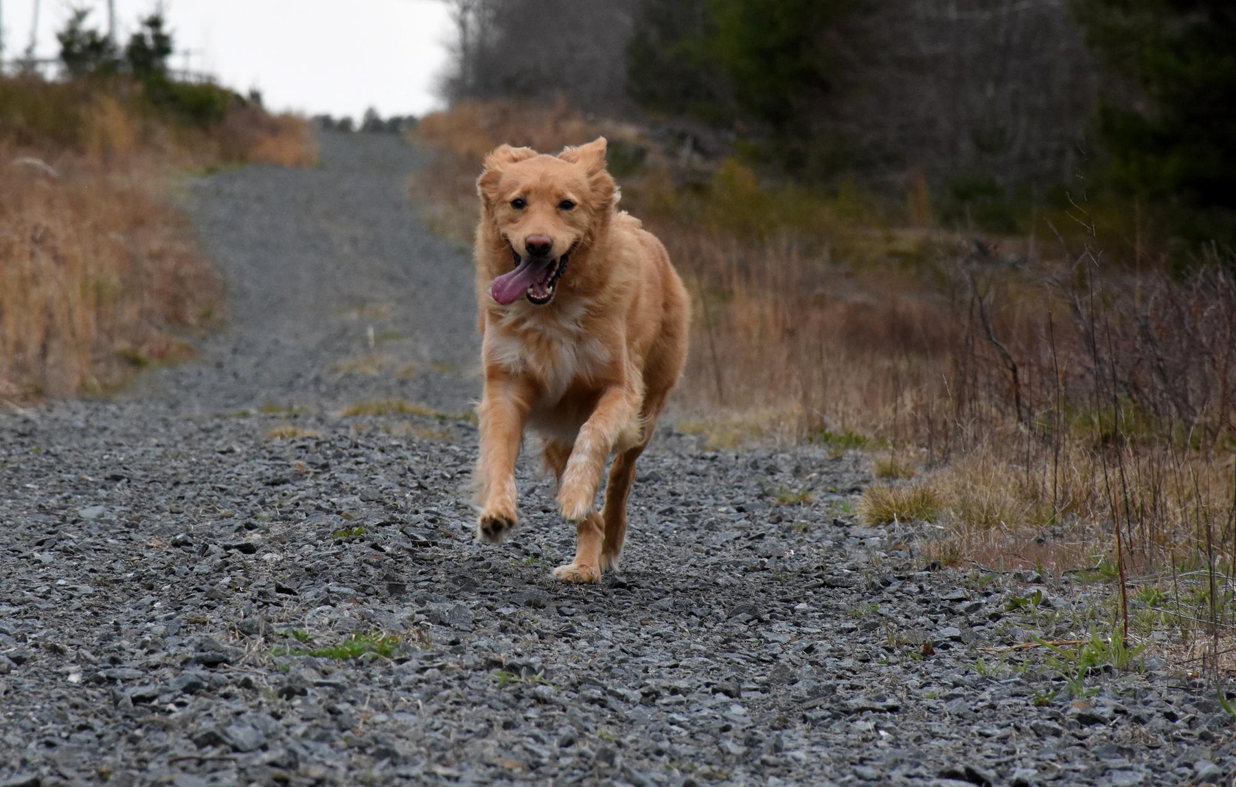 Golden retriever running along a gravel trail outdoors