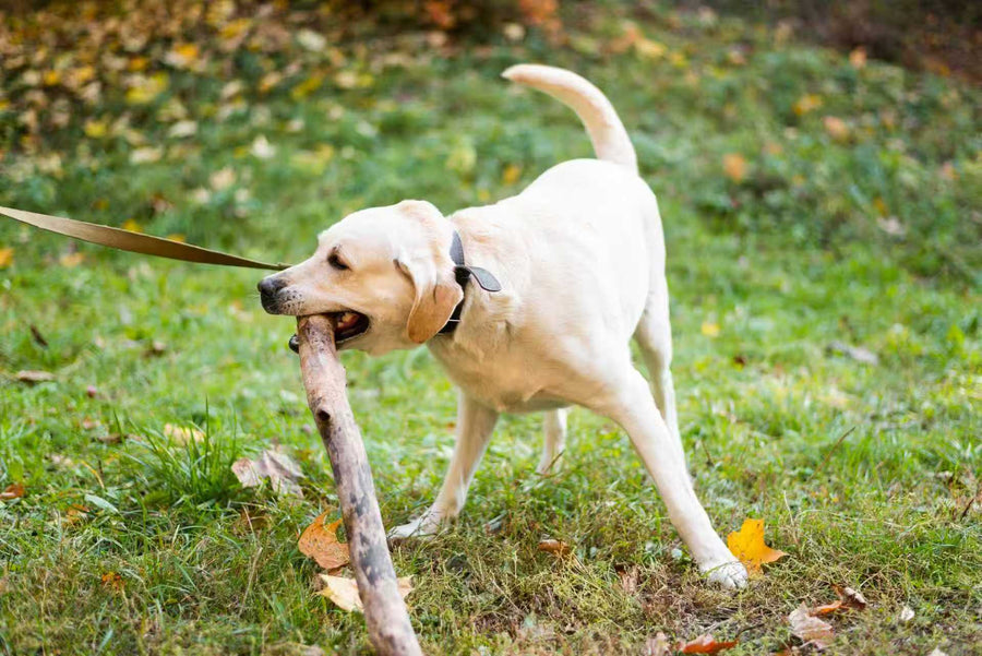 How GPS Fences Stop Dog 'Jailbreaks'