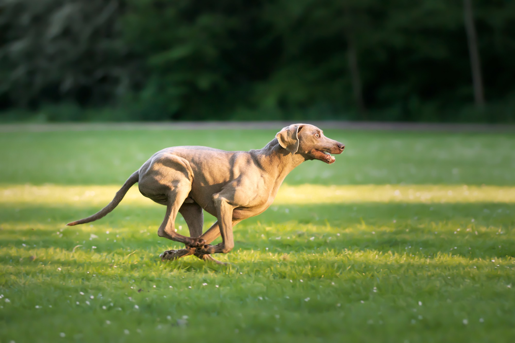 Dog running freely across a grassy field