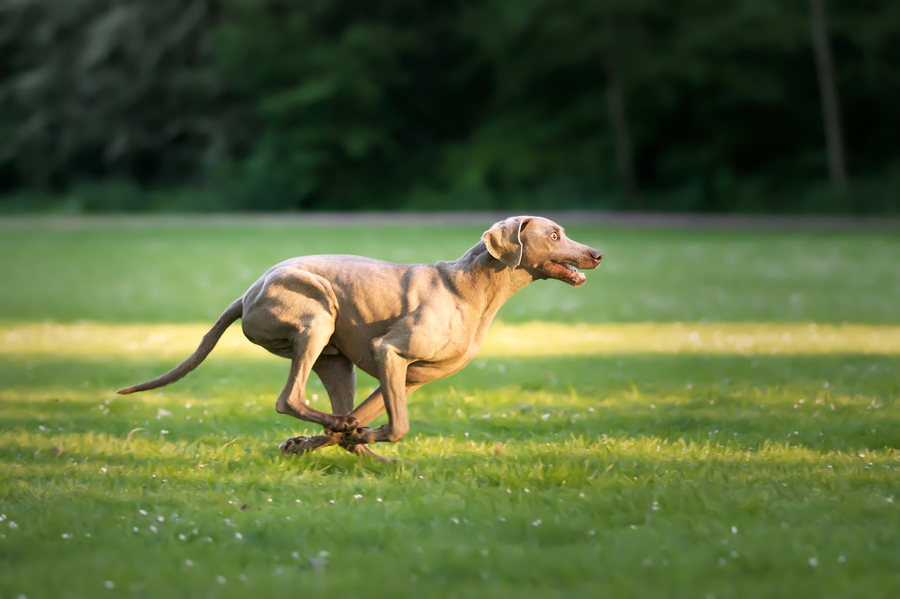 Dog running freely across a grassy field