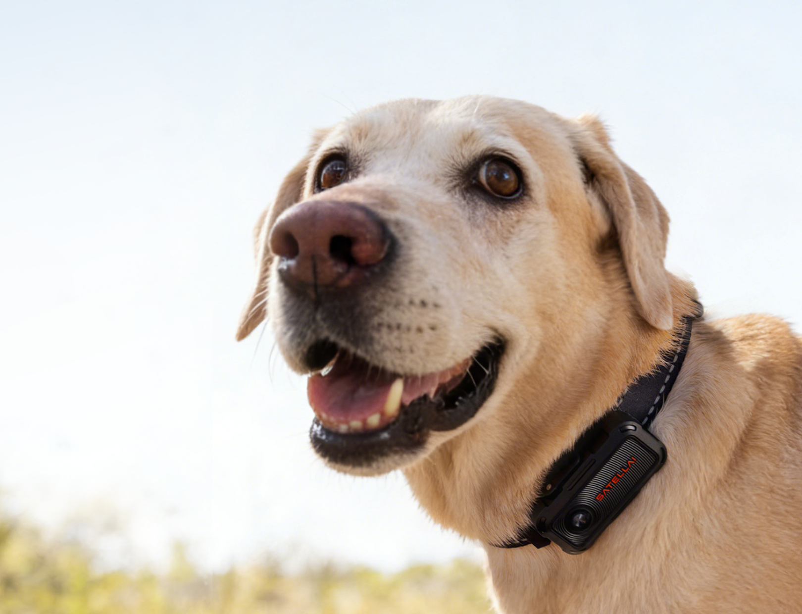 Dog wearing GPS tracker collar outdoors