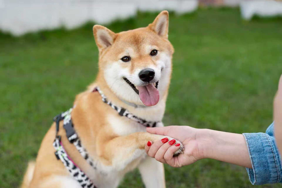 Shiba Inu shaking hands with owner