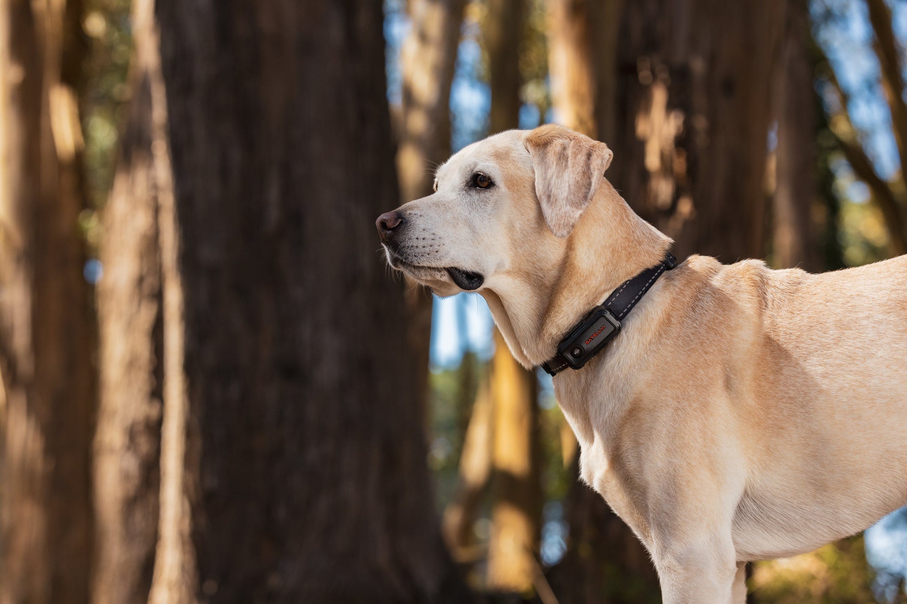 dog wearing GPS tracking collar in forest