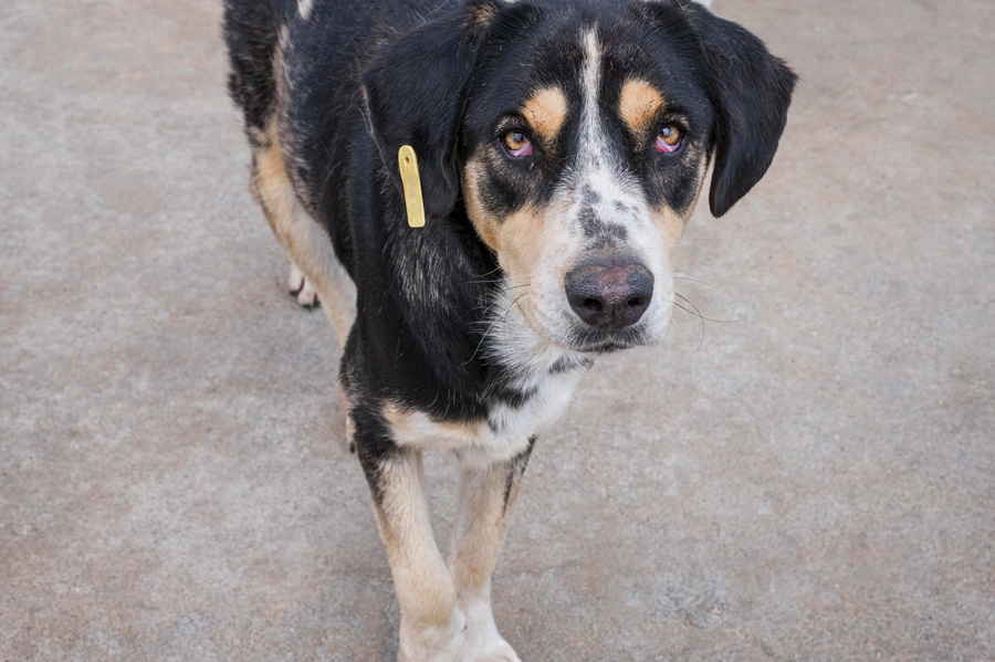 Dog wearing a GPS collar looking up outdoors