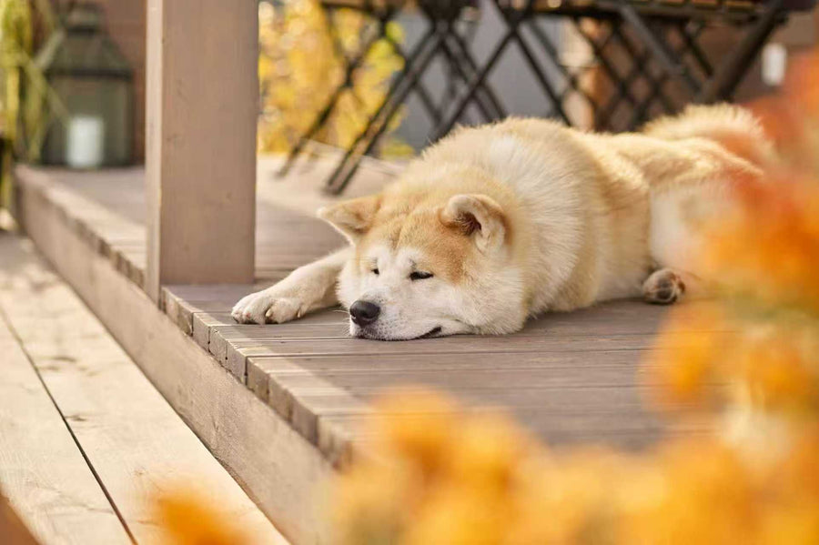 A Modern Guide to Your Dog's Safety and Wellness