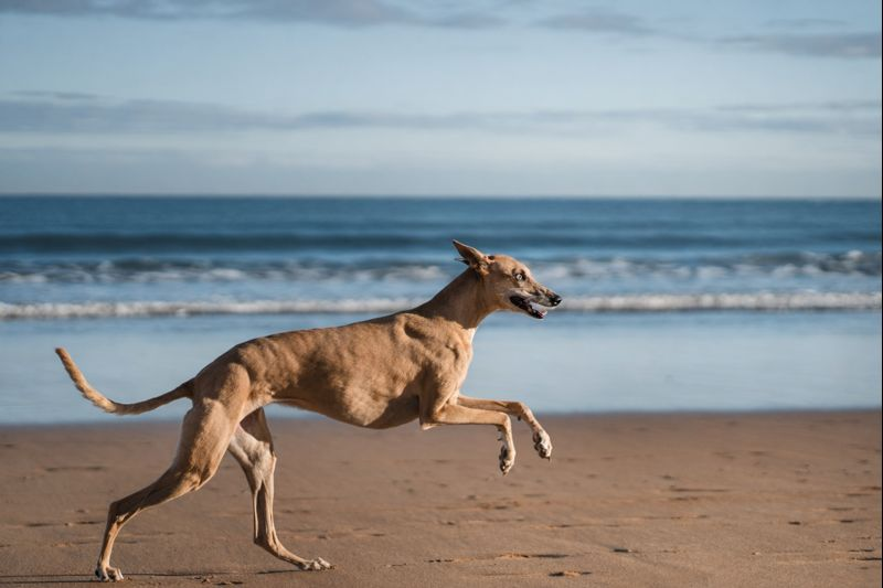 Greyhound running on sandy beach