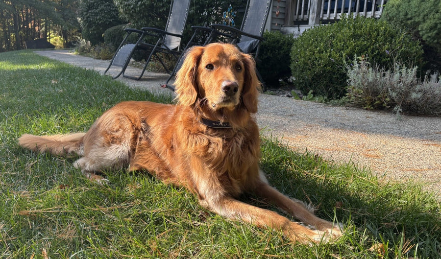 How We Stopped Our Dog from Wandering and Keep Him Safe at Home and Away