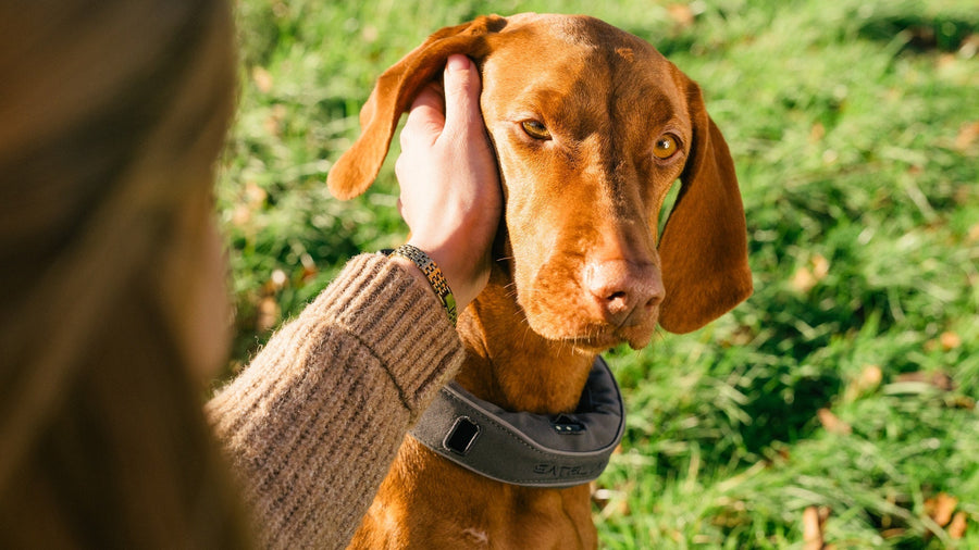 Everything You Need to Know Before You Buy a GPS Virtual Dog Fence