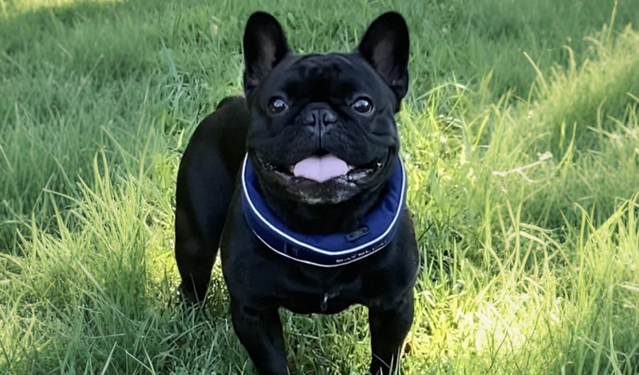 From Leash to Freedom: How Our Dog Now Roams Safely Without a Fence