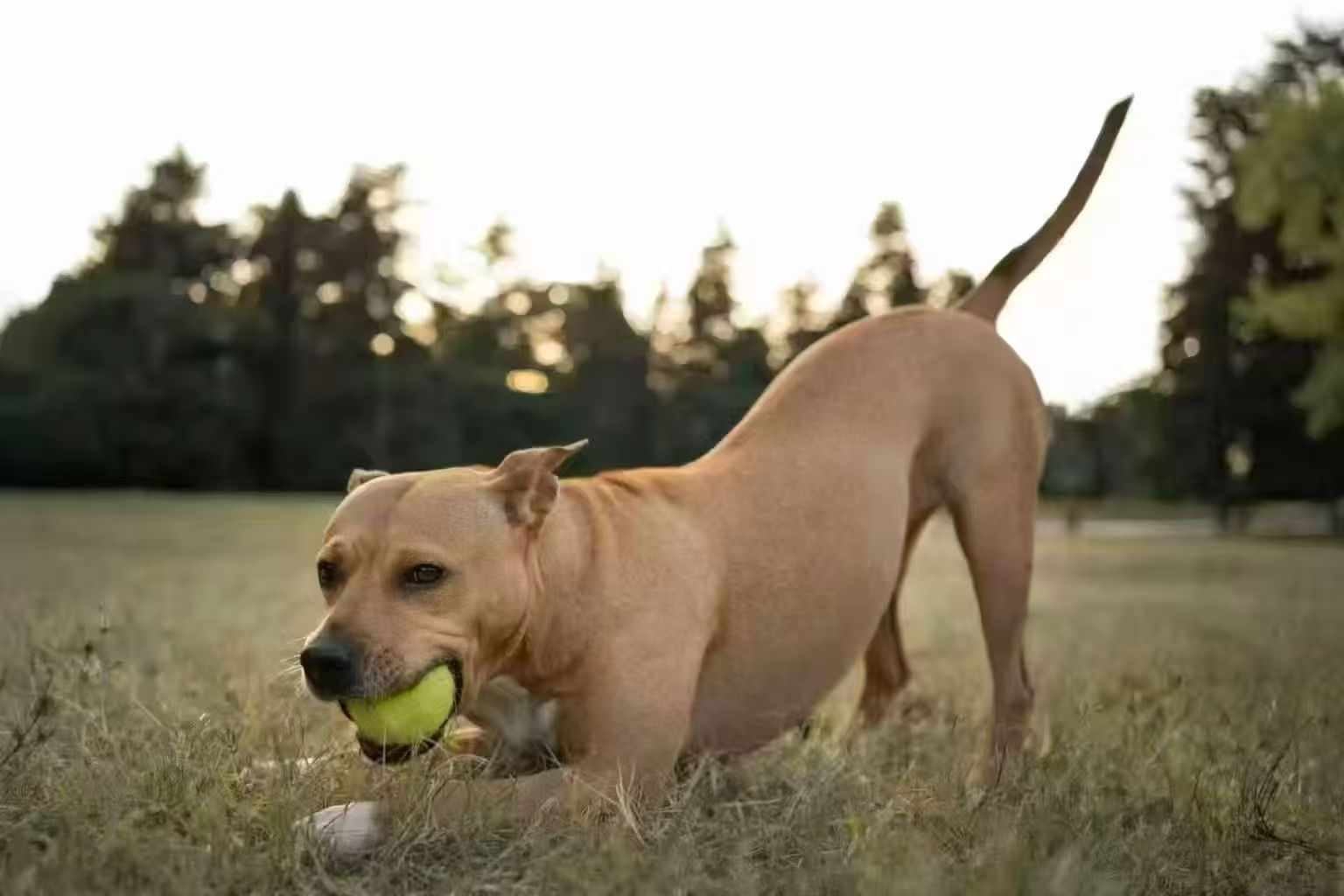 How Can I Make My Dog Live Longer?