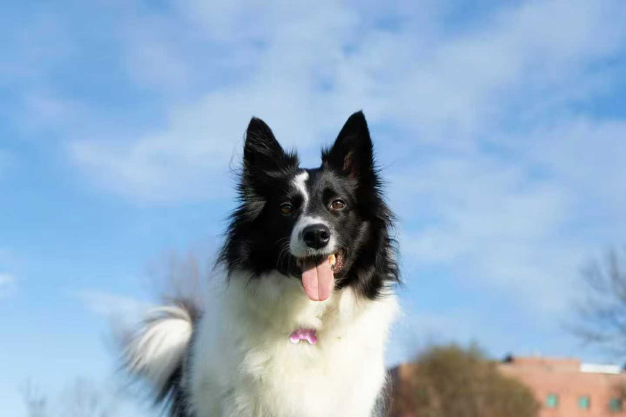 Black and white dog outdoors under blue sky