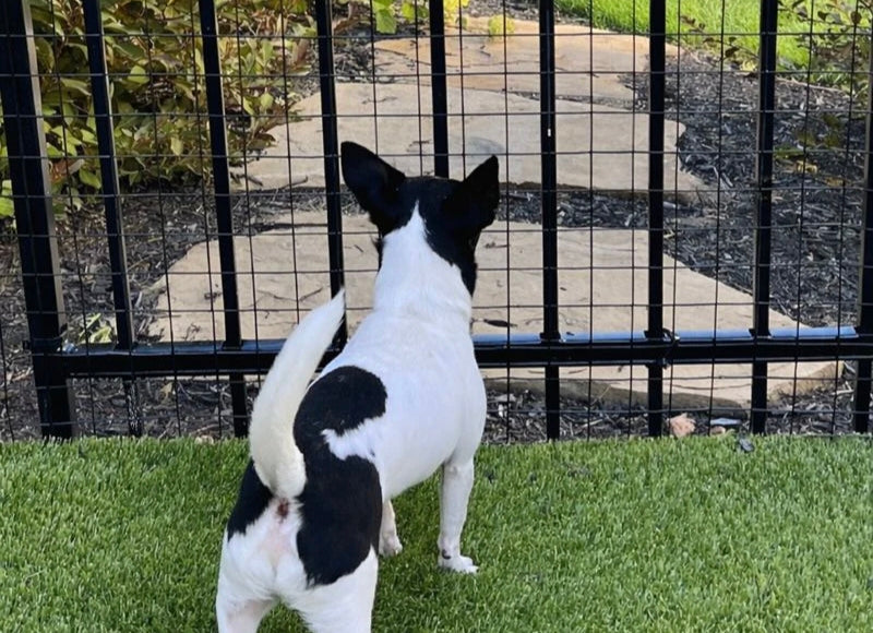 Small black and white dog standing beside a metal garden fence