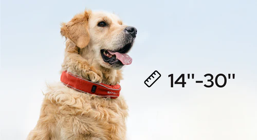 golden retriever wearing adjustable dog collar size 14 to 30 inches
