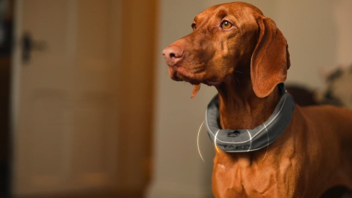 Dog wearing an e-collar, standing calmly