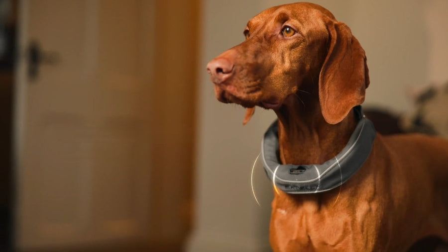 Dog wearing an e-collar, standing calmly