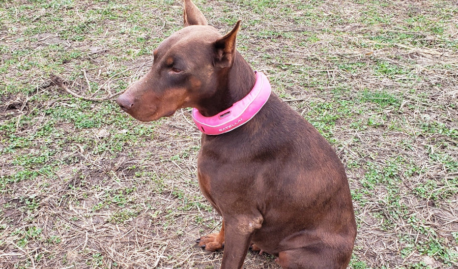 How I Keep My Dog Safe and Free on a Large Farm During Hunting Season