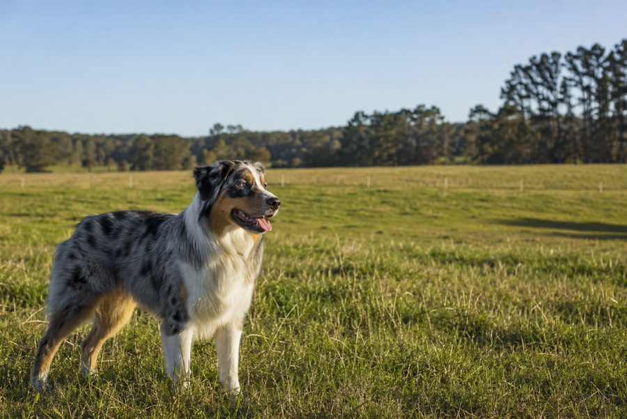 Australian Shepherd standing in an open field with clear sky, illustrating GPS dog collar accuracy in open outdoor areas.