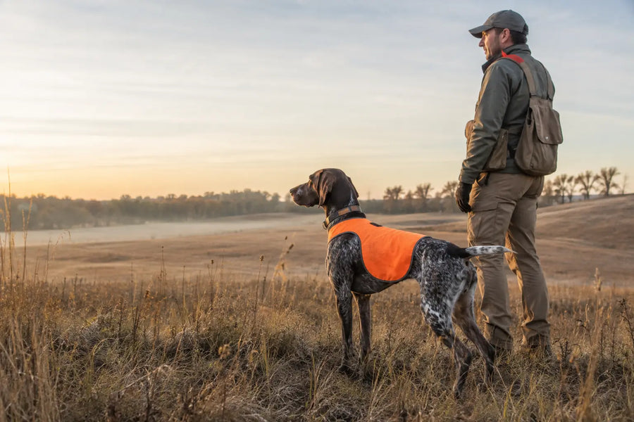 Hunting dog wearing a high-visibility vest with its handler in the field