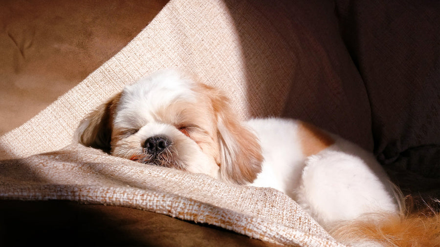 Small dog sleeping peacefully on a sofa in warm sunlight