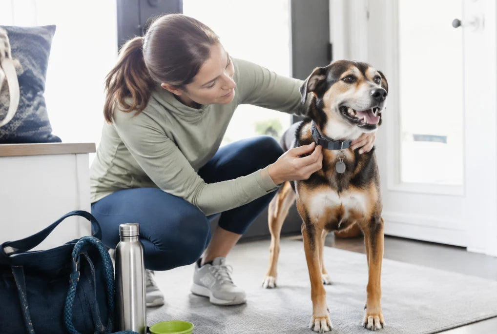 Best GPS Dog Collar for Everyday Use in 2026