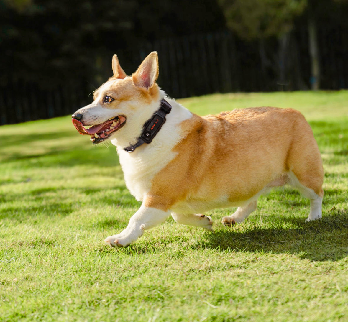 Dog wearing SATELLAI Collar