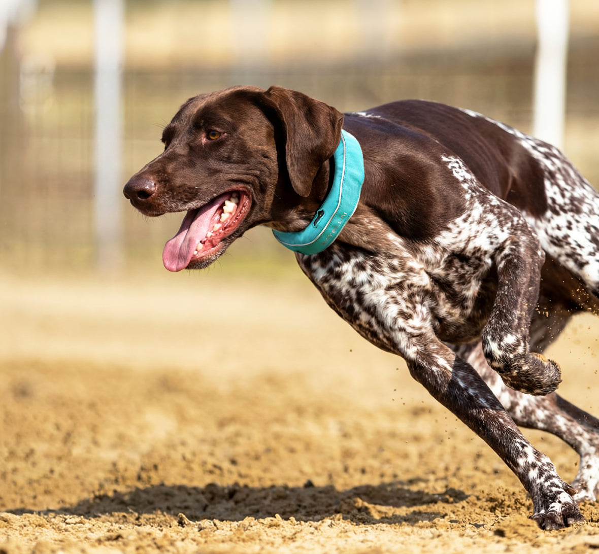 Dog wearing SATELLAI Collar