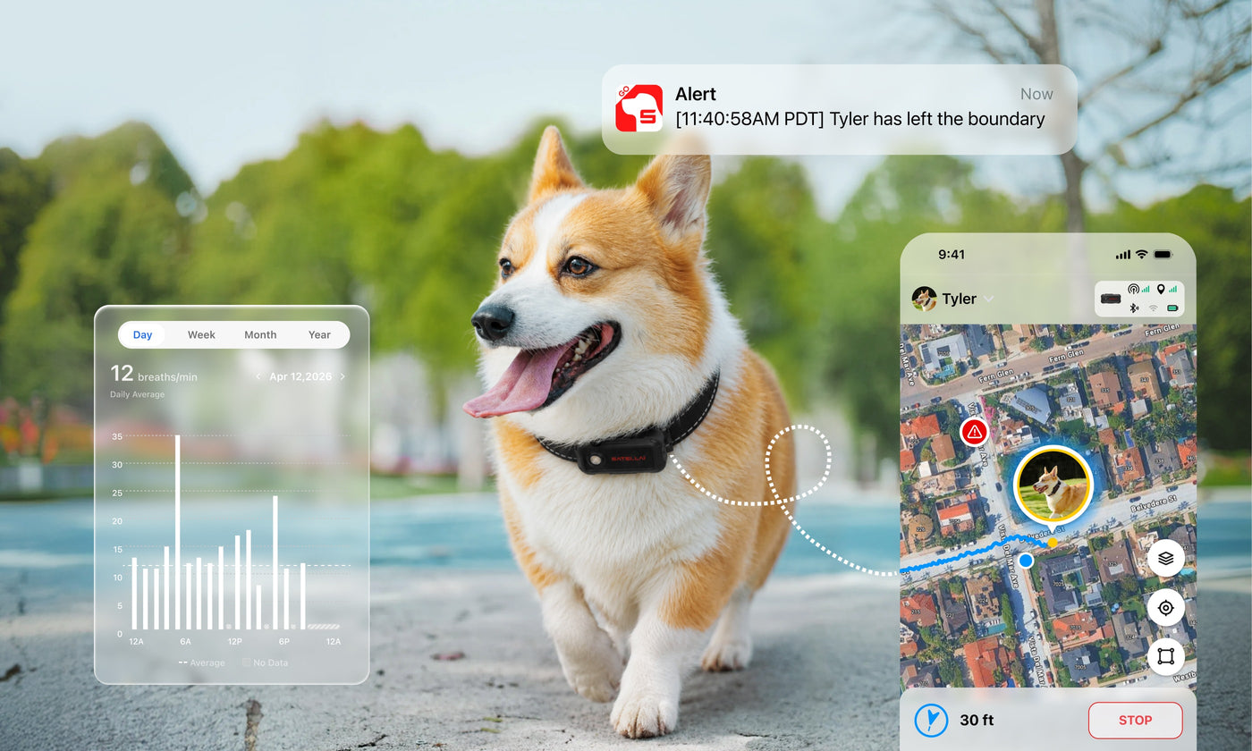 Dog wearing Collar Go during everyday city life