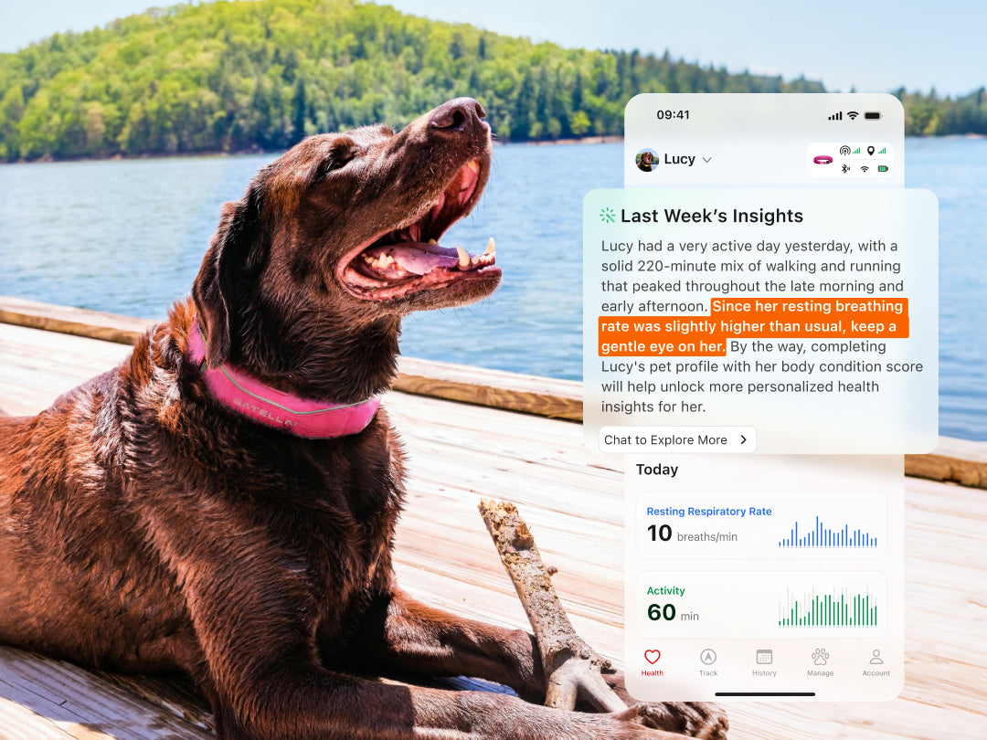 Stay ahead of changes in your dog's health.