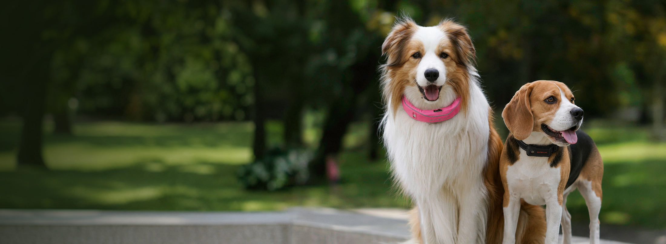 Dog lifestyle quiz and SATELLAI app insights