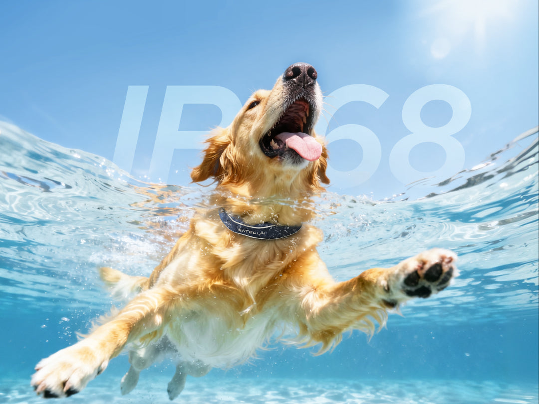 Keep up with your pup's every swim, romp, and nap.