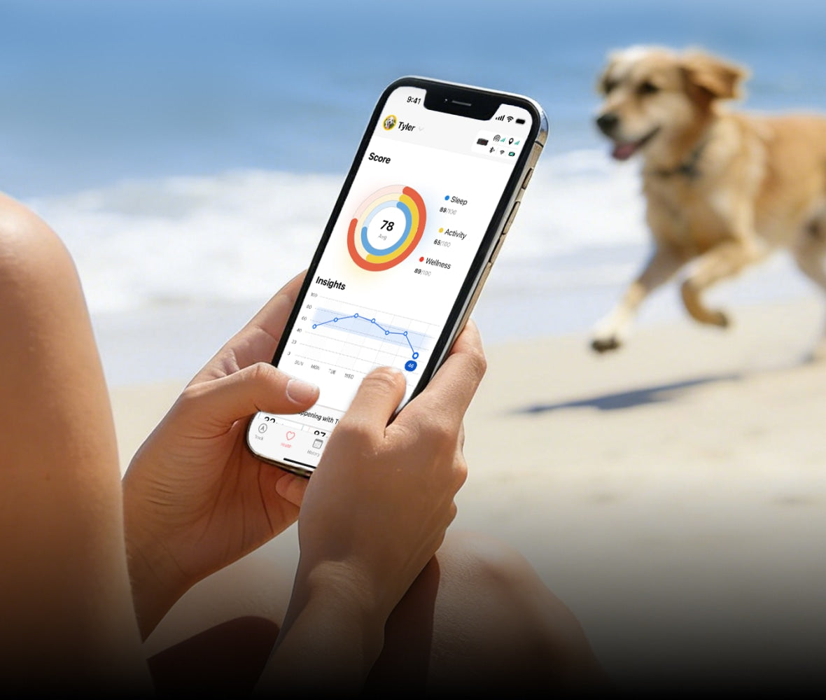 Person holding a smartphone with an app on a beach, dog in the background