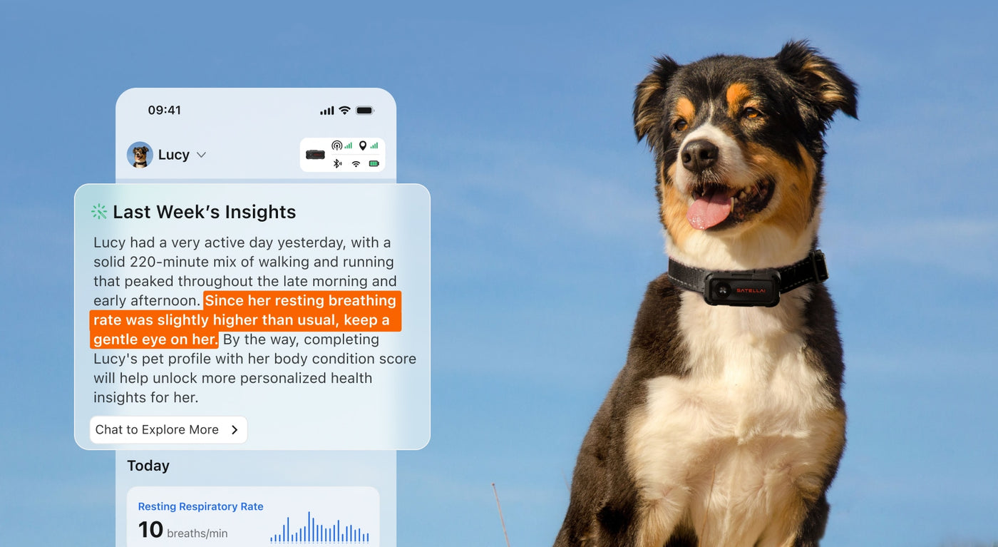 SATELLAI Collar Go AI monitoring insights