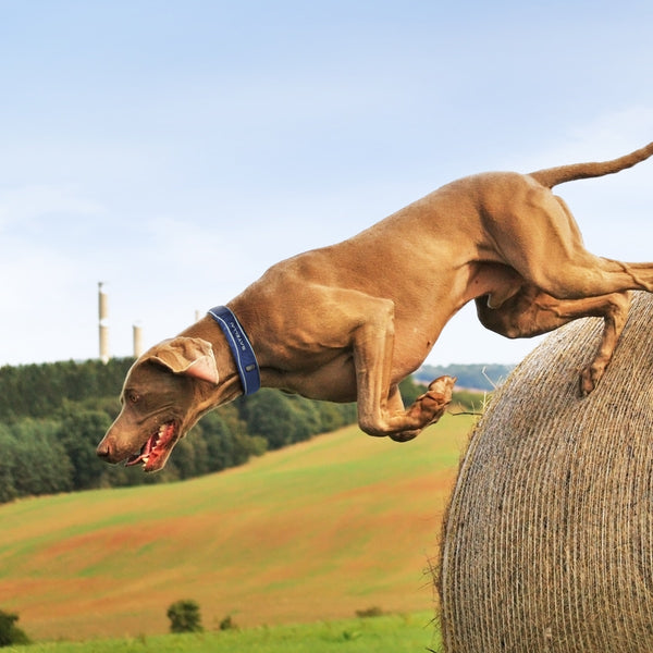 Advanced Training Controls